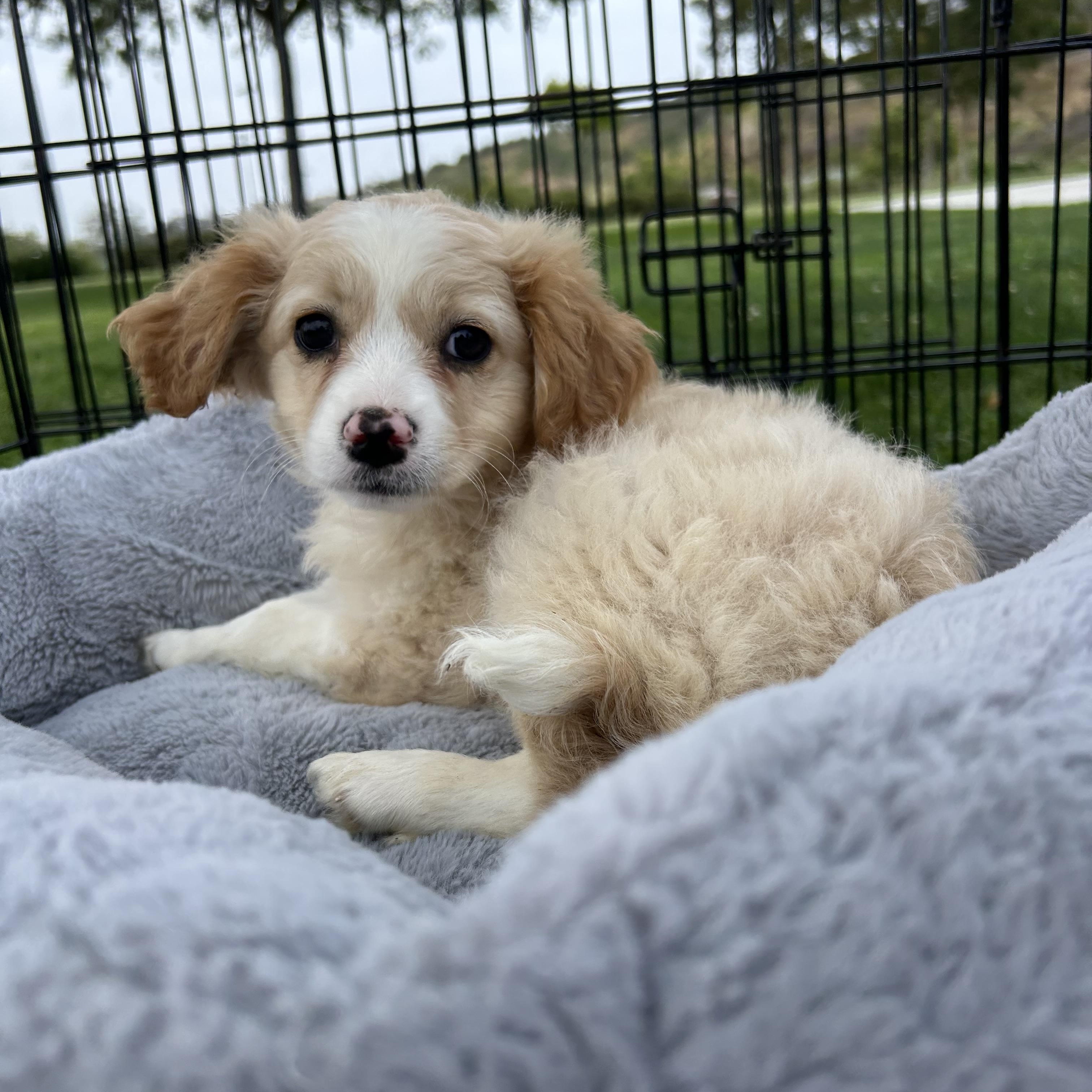 Enlarge Vans, an adopted mixed breed in San Diego, CA image 1/1