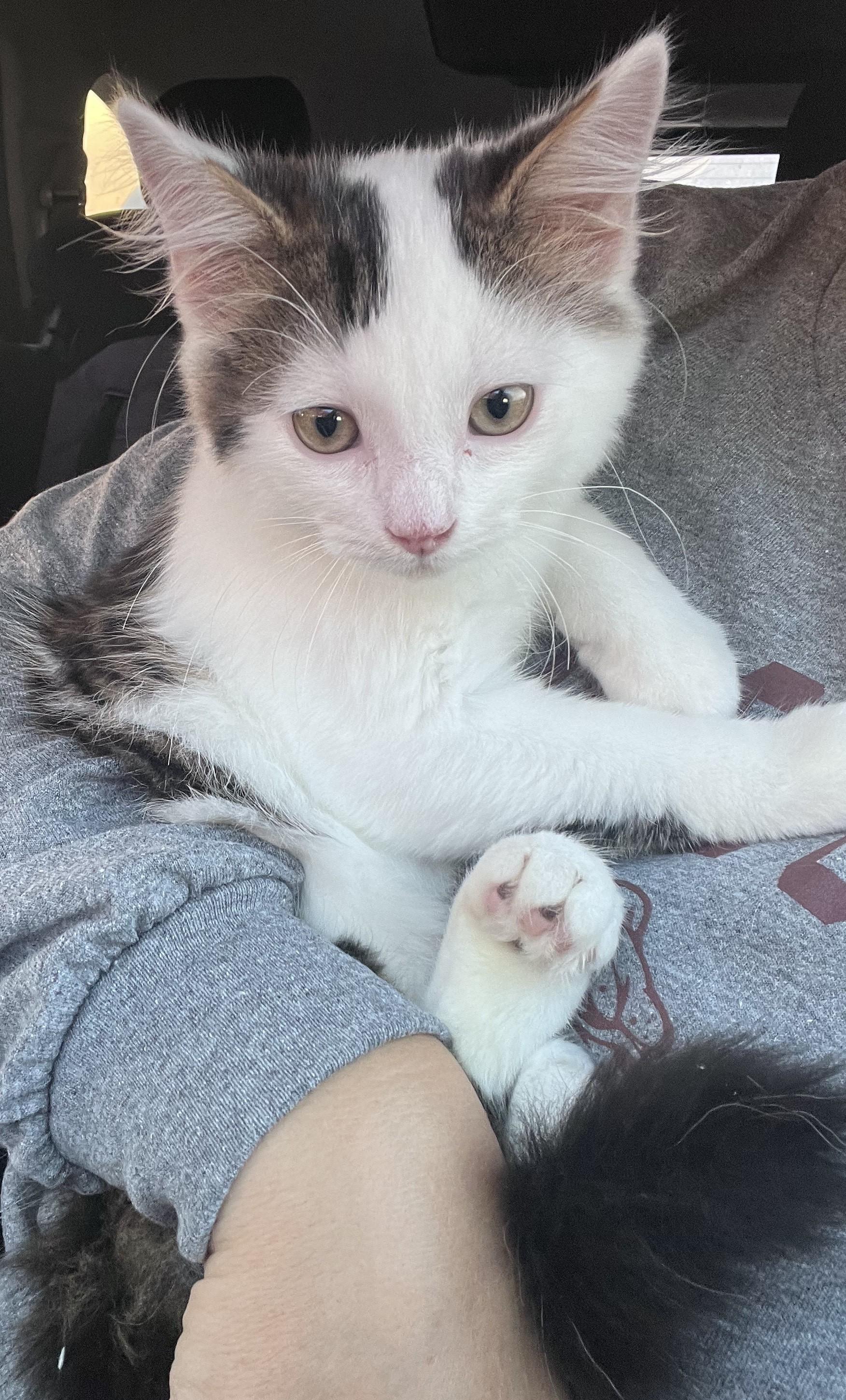 Star, a Adoptable Domestic Short Hair in Toledo, OH image 2/2