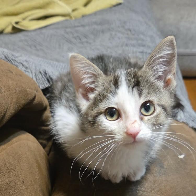 Dora, Adoptable, Kitten Female American Shorthair.