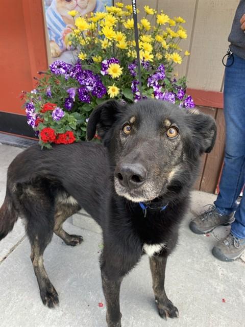 LOKI, Adoptable, Senior Male Husky & Pointer.