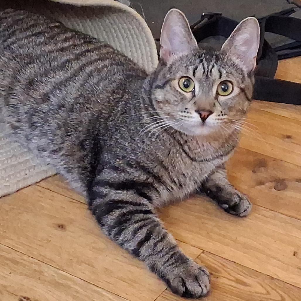 Setti, Adoptable, Young Male Domestic Short Hair.