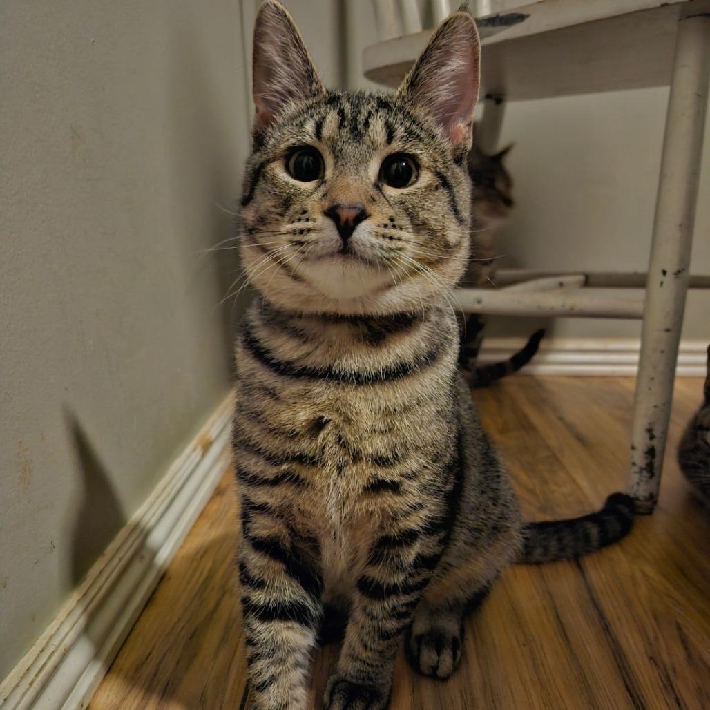 Enlarge Forsetti, a Adoptable Domestic Short Hair in Layton, UT image 1/1