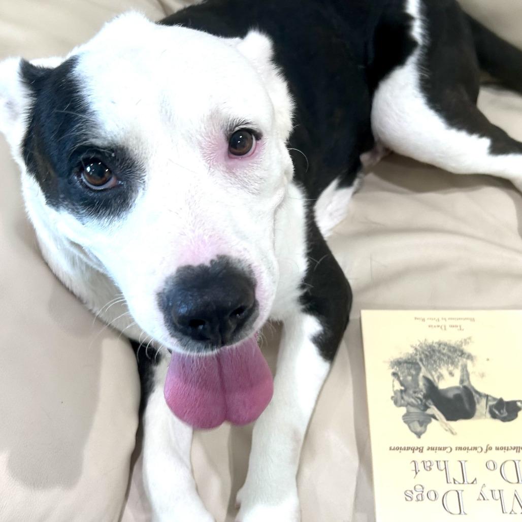 Page, Adoptable, Adult Female Mixed Breed & Mixed Breed.