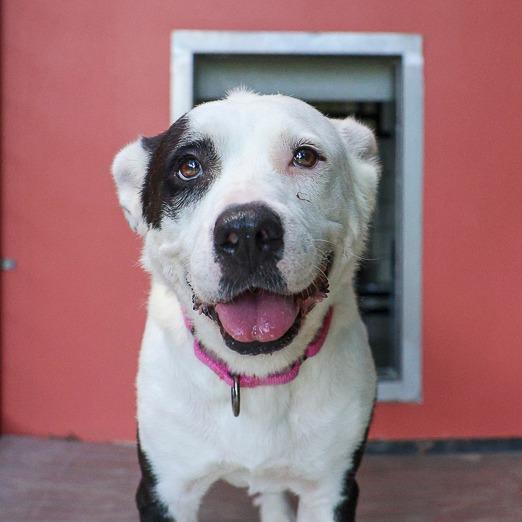 Enlarge Page, a Adoptable mixed breed in Bradenton, FL image 2/2
