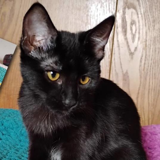 Toby — thumbnail 3