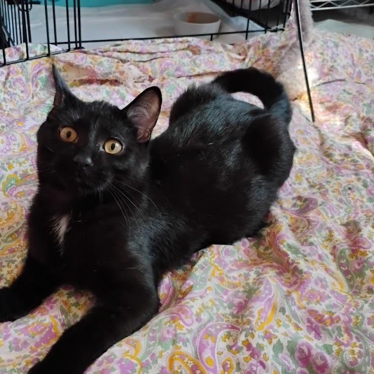 Toby — thumbnail 4