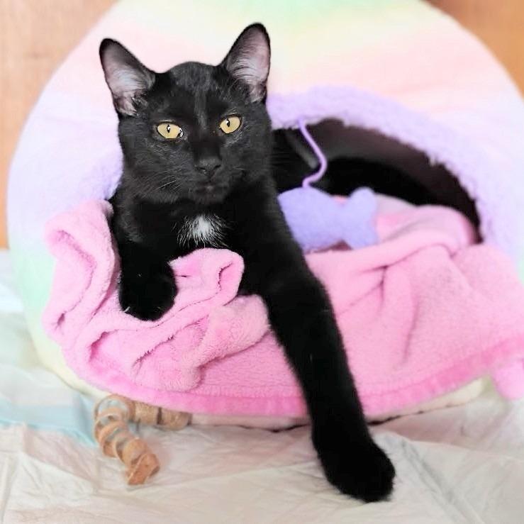 Toby — thumbnail 5