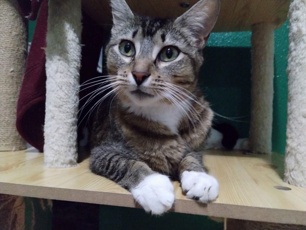 Cookie, Adoptable, Adult Female Domestic Short Hair.