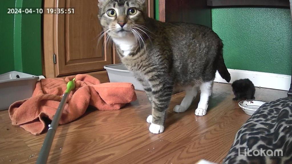 Enlarge Cookie, a Adoptable Domestic Short Hair in Battle Ground, WA image 2/3