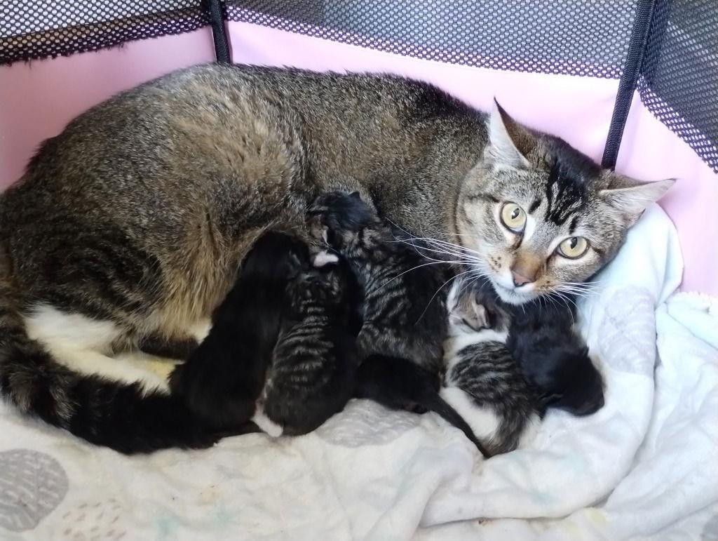 Enlarge Cookie, a Adoptable Domestic Short Hair in Battle Ground, WA image 3/3
