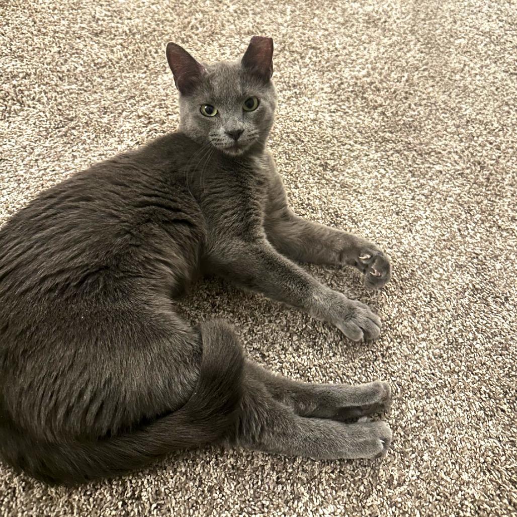 Enlarge Gracie - IN FOSTER, a Adoptable Domestic Short Hair in Birdsboro, PA image 1/3