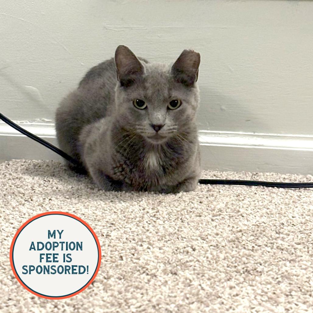 Enlarge Gracie - IN FOSTER, a Adoptable Domestic Short Hair in Birdsboro, PA image 2/3