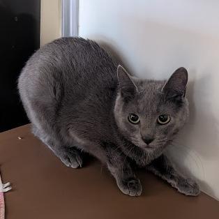 Enlarge Gracie - IN FOSTER, a Adoptable Domestic Short Hair in Birdsboro, PA image 3/3