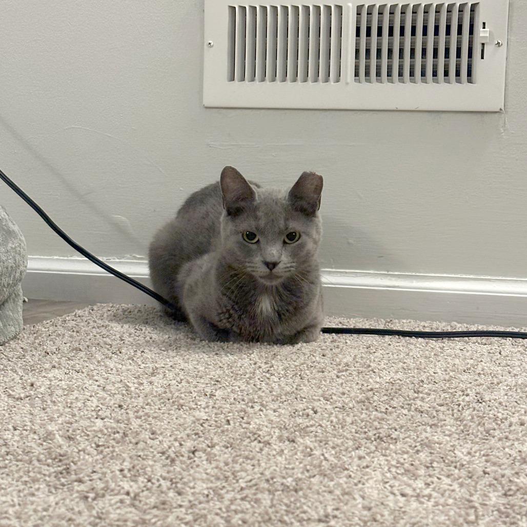 Enlarge Gracie - IN FOSTER, a Adoptable Domestic Short Hair in Birdsboro, PA image 2/3