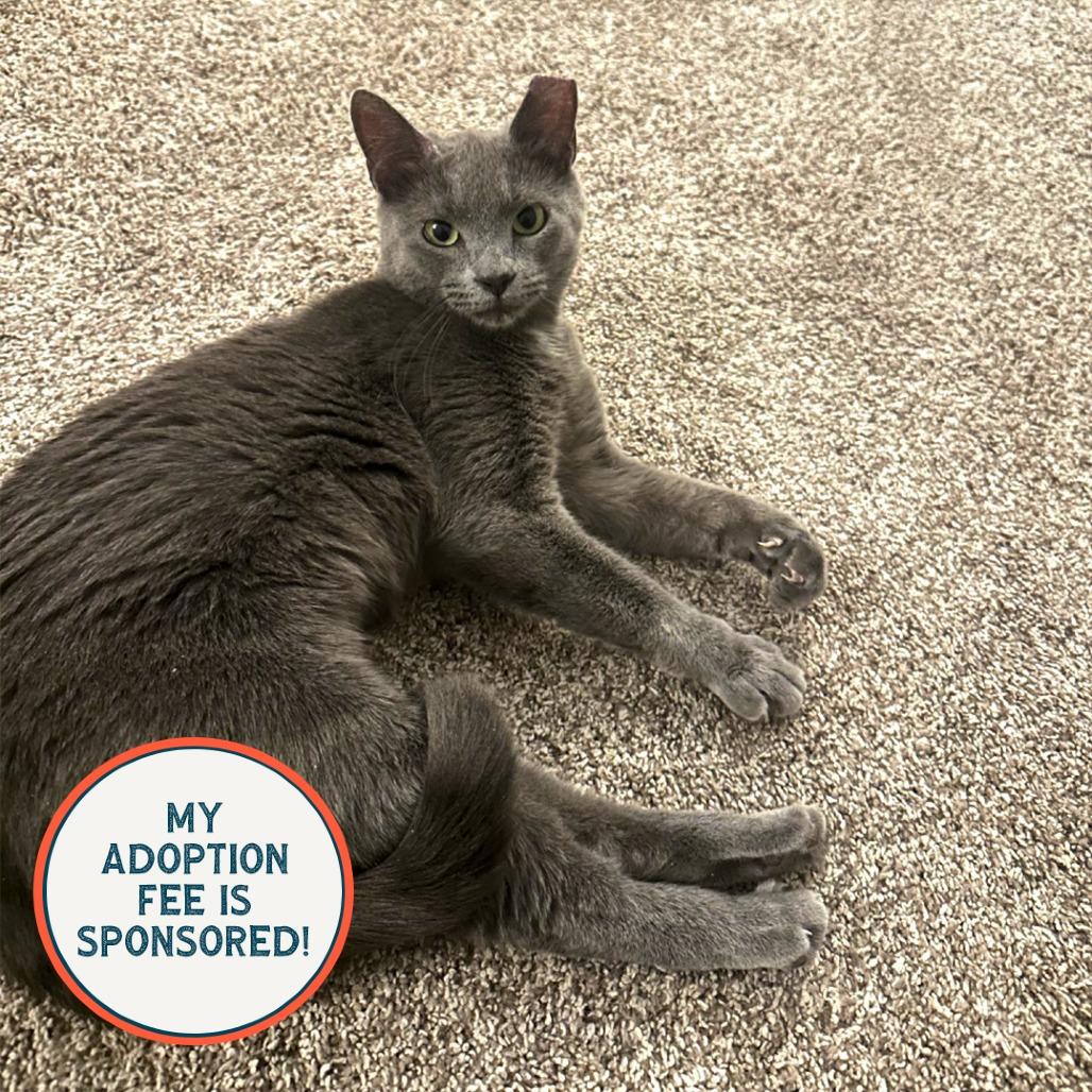 Enlarge Gracie - IN FOSTER, a Adoptable Domestic Short Hair in Birdsboro, PA image 3/3