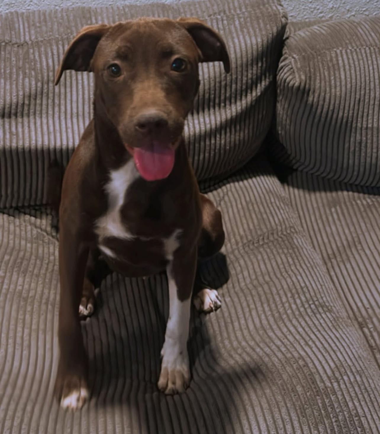 Enlarge Tru, a Adoptable mixed breed in Meridian, ID image 1/2