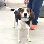 Pluto, a Adoptable Coonhound in Long Beach, WA image 1/4