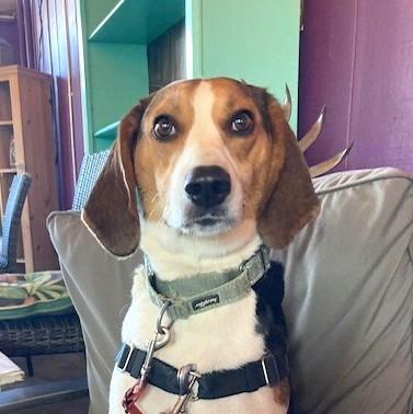 Pluto, a Adoptable Coonhound in Long Beach, WA image 2/4