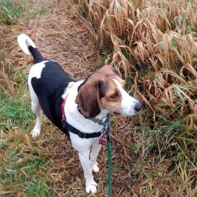 Pluto, a Adoptable Coonhound in Long Beach, WA image 3/4