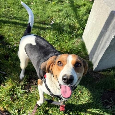 Pluto, a Adoptable Coonhound in Long Beach, WA image 4/4