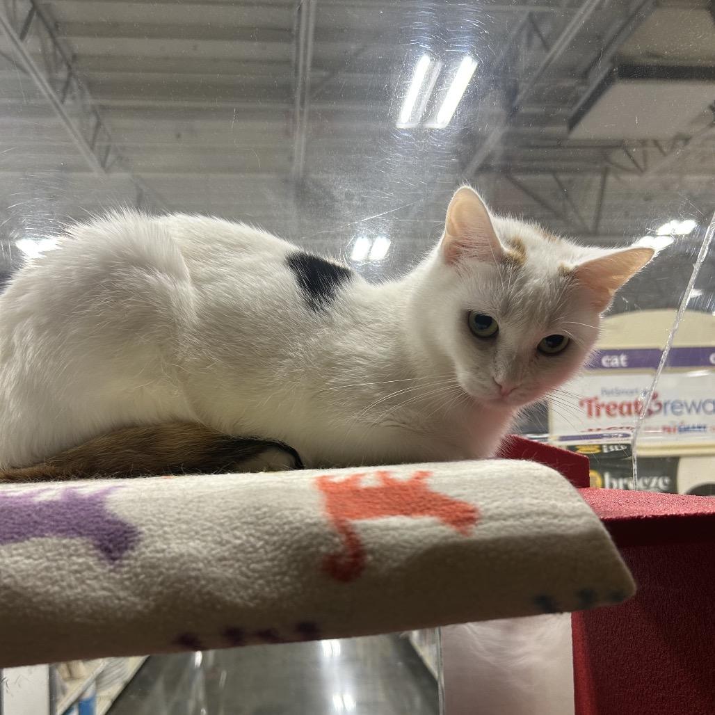 Enlarge Montana, a Adoptable Domestic Short Hair in Hemet, CA image 1/3