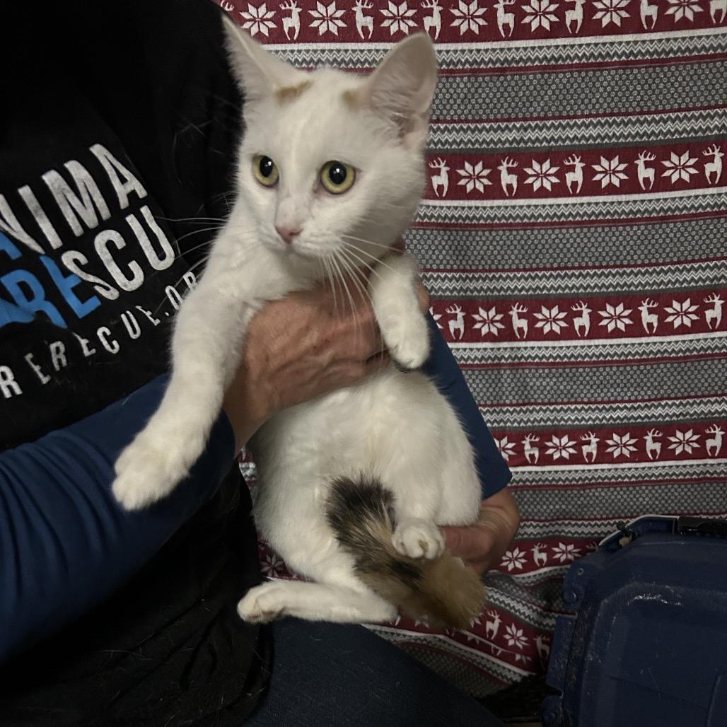 Enlarge Montana, a Adoptable Domestic Short Hair in Hemet, CA image 2/3