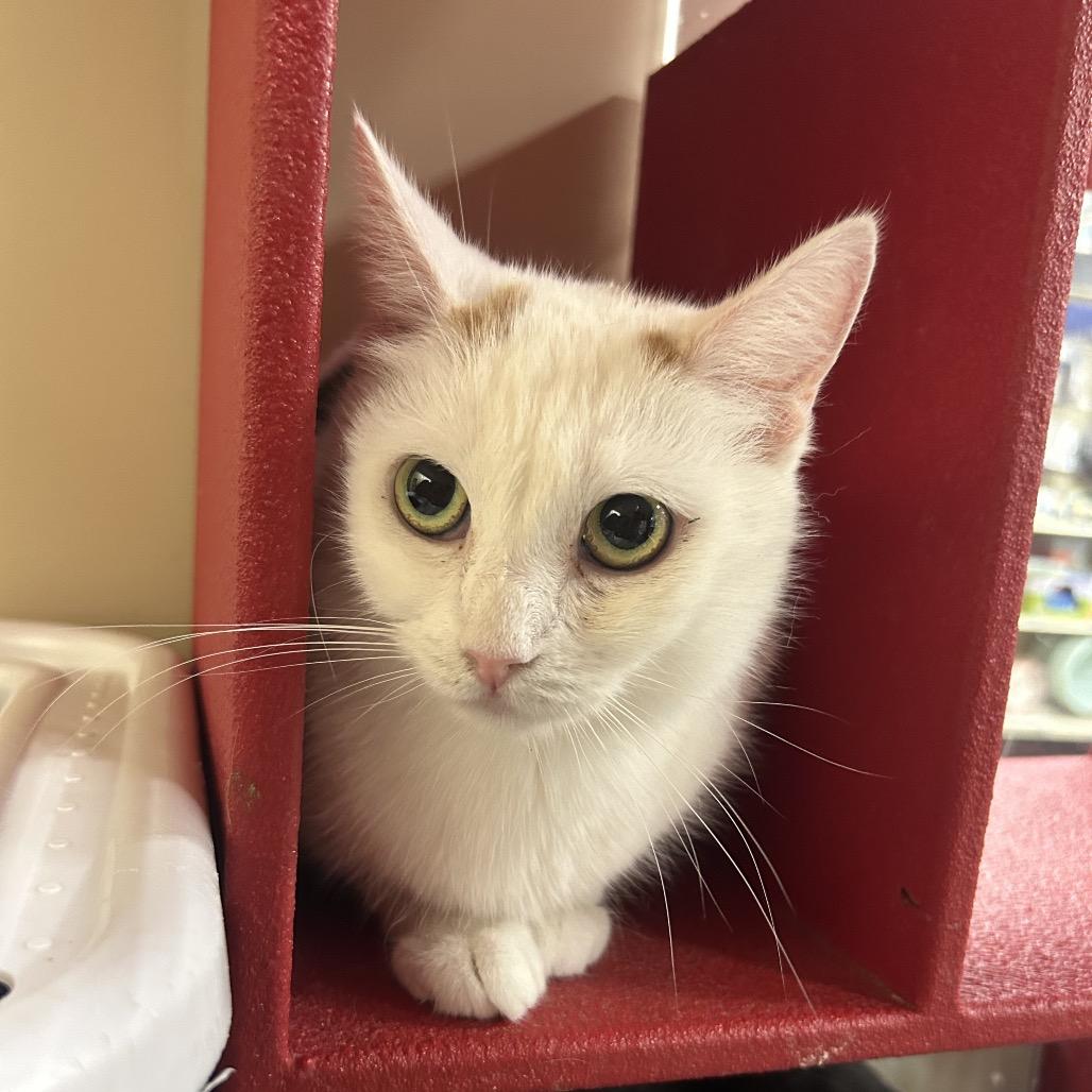 Enlarge Montana, a Adoptable Domestic Short Hair in Hemet, CA image 3/3