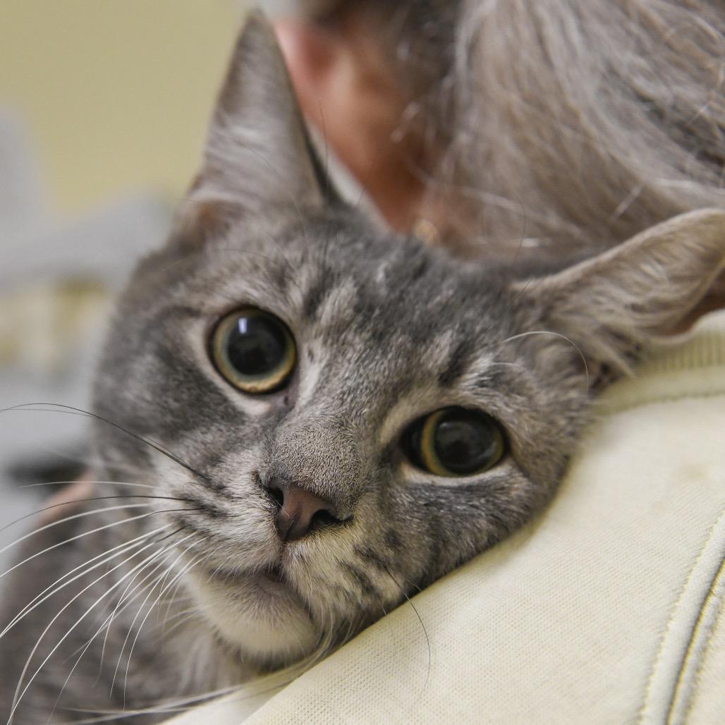 Enlarge Conner, a Adoptable Domestic Short Hair in Redwood City, CA image 1/1