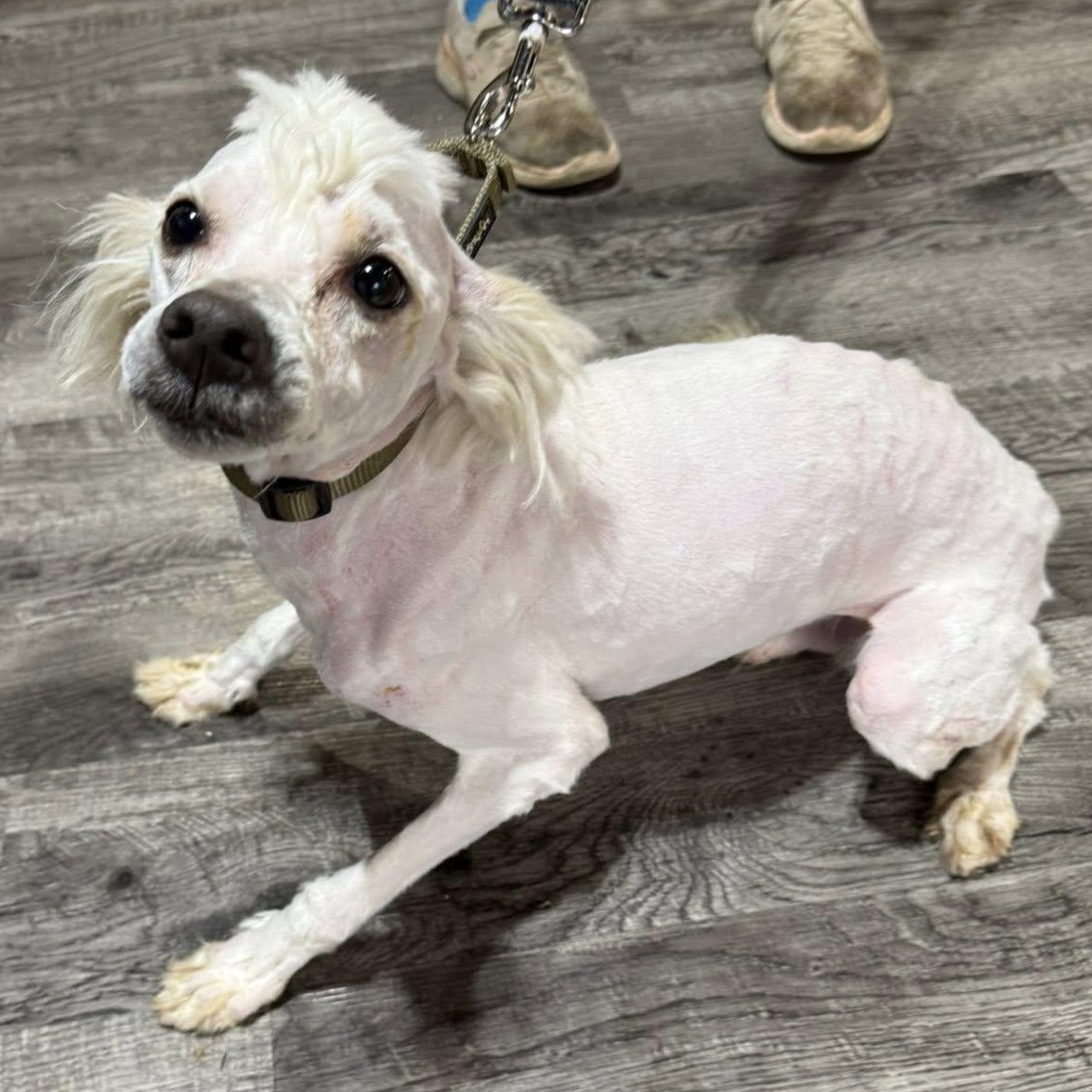 Willie, ADOPTABLE, Adult Male Poodle & American Eskimo Dog.