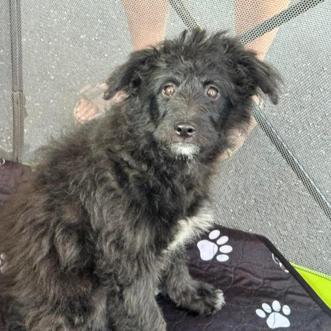 Enlarge Storm, a Adopted mixed breed in Berlin, NJ image 1/1