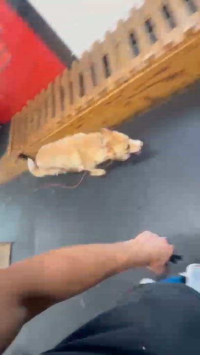 Enlarge HENRY, a Adoptable mixed breed in Wall Township, NJ video 2/6