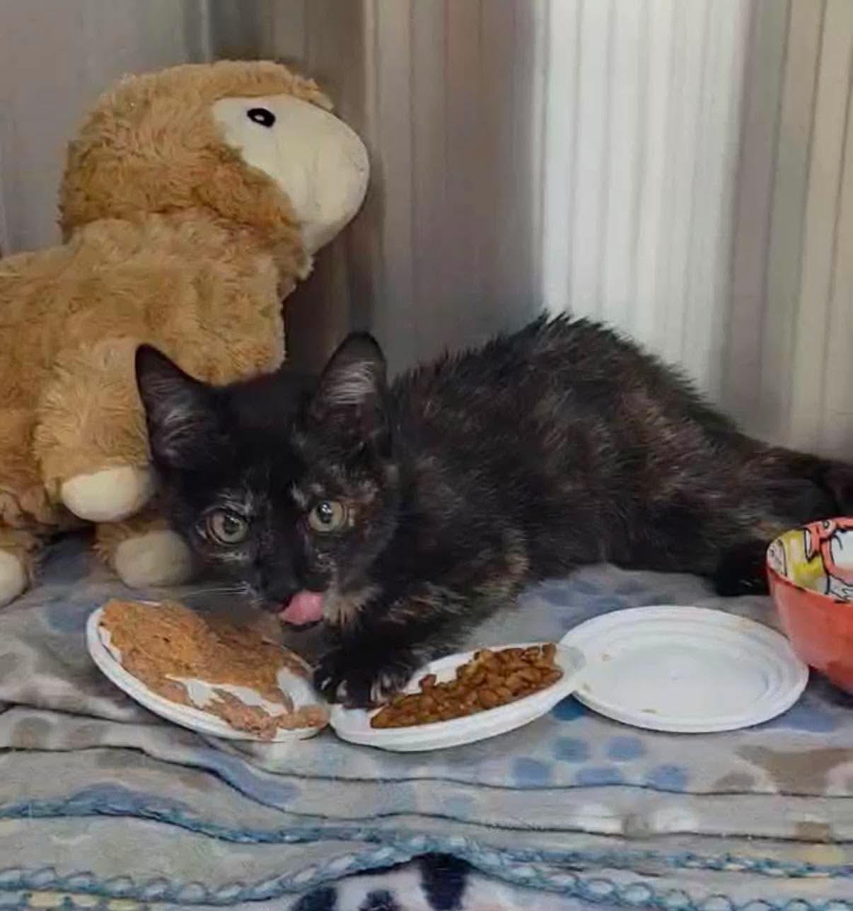 Enlarge Tortellini, a Adoptable Domestic Short Hair in North Haledon, NJ image 2/2