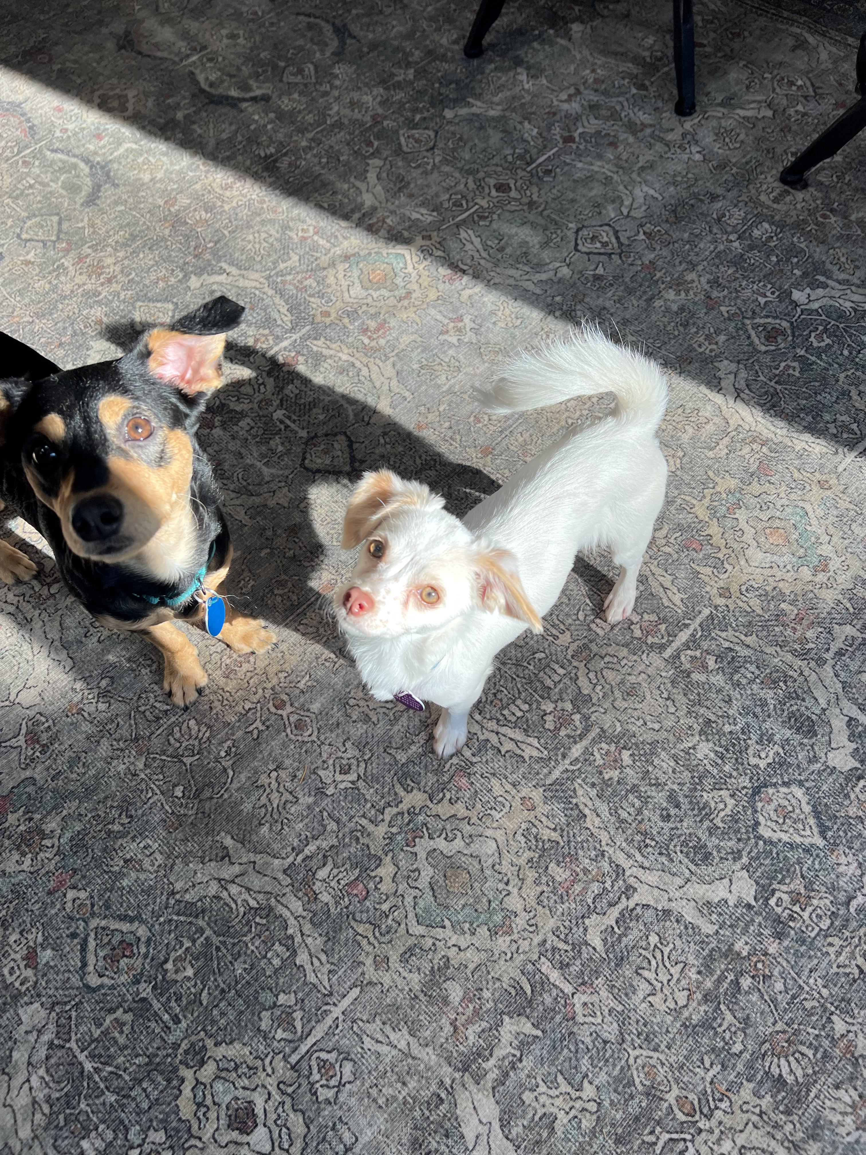 Enlarge Paris - tiny chi puppy, a Adoption Pending mixed breed in Sammamish, WA image 6/6