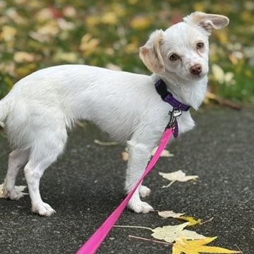Enlarge Paris - tiny chi puppy, a Adoption Pending mixed breed in Sammamish, WA image 1/6