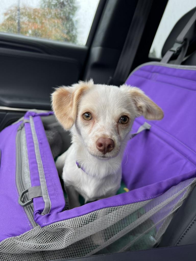 Paris - tiny chi puppy
