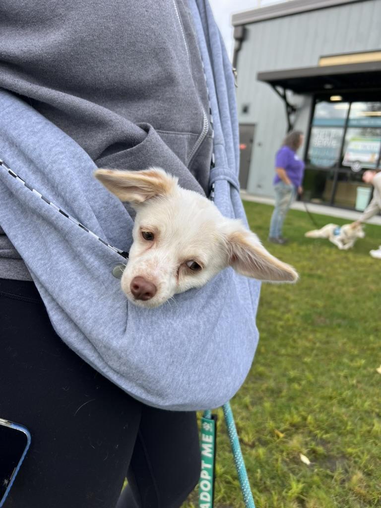 Enlarge Paris - tiny chi puppy, a Adoption Pending mixed breed in Sammamish, WA image 3/6