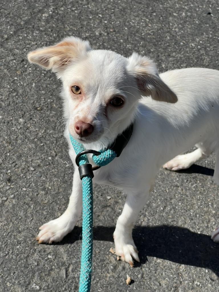 Enlarge Paris - tiny chi puppy, a Adoption Pending mixed breed in Sammamish, WA image 4/6