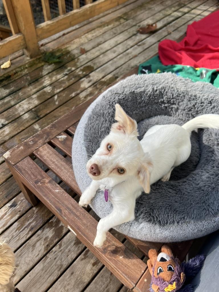 Enlarge Paris - tiny chi puppy, a Adoption Pending mixed breed in Sammamish, WA image 5/6