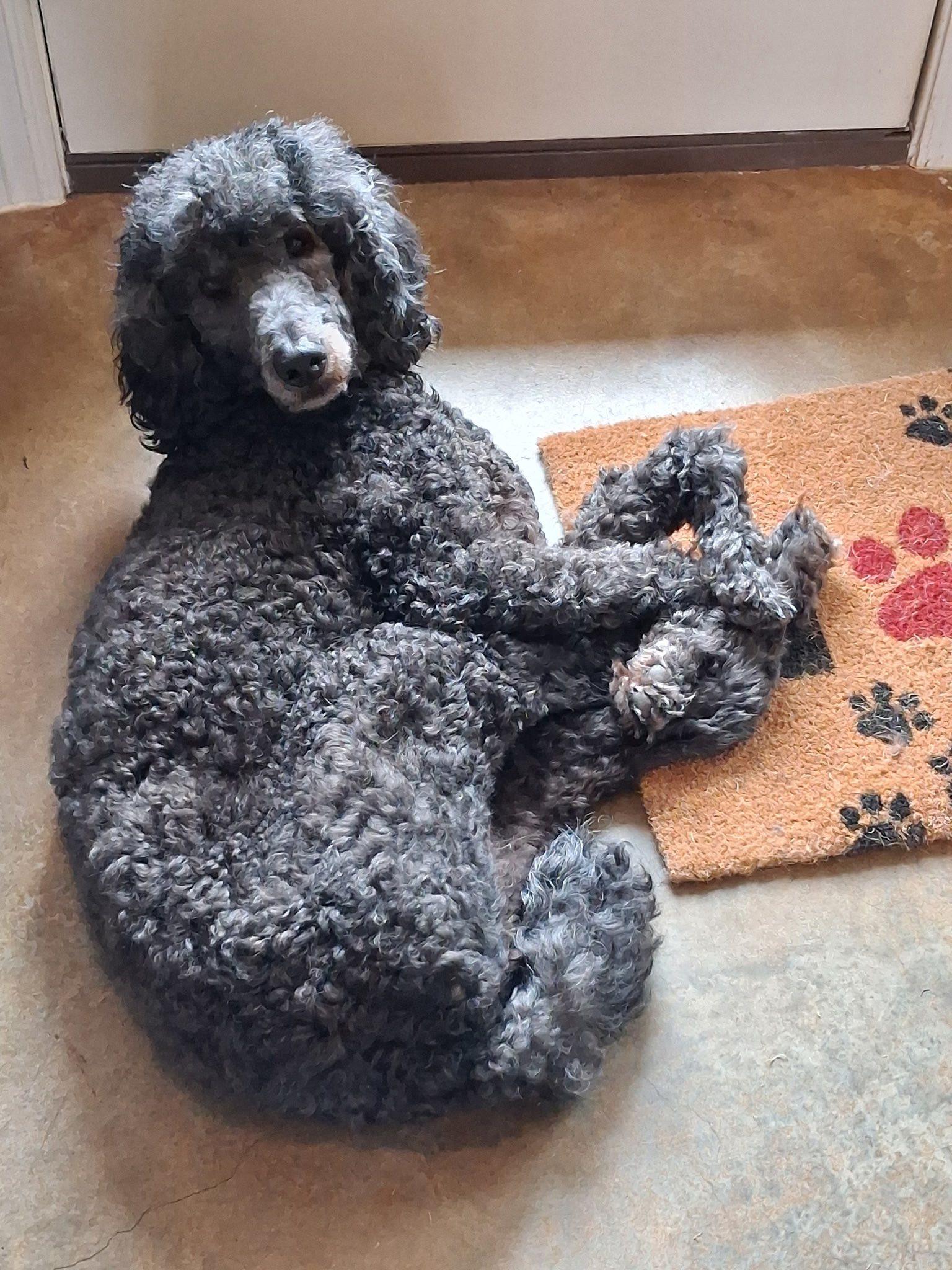 Enlarge Charlie, a ADOPTABLE Poodle in Gonzales, LA image 1/1