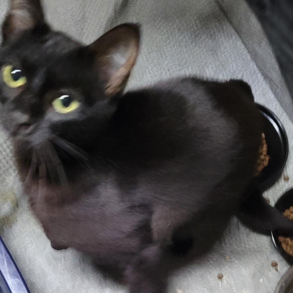 Enlarge Crimson, a Adoptable Domestic Short Hair in Coos Bay, OR image 3/3