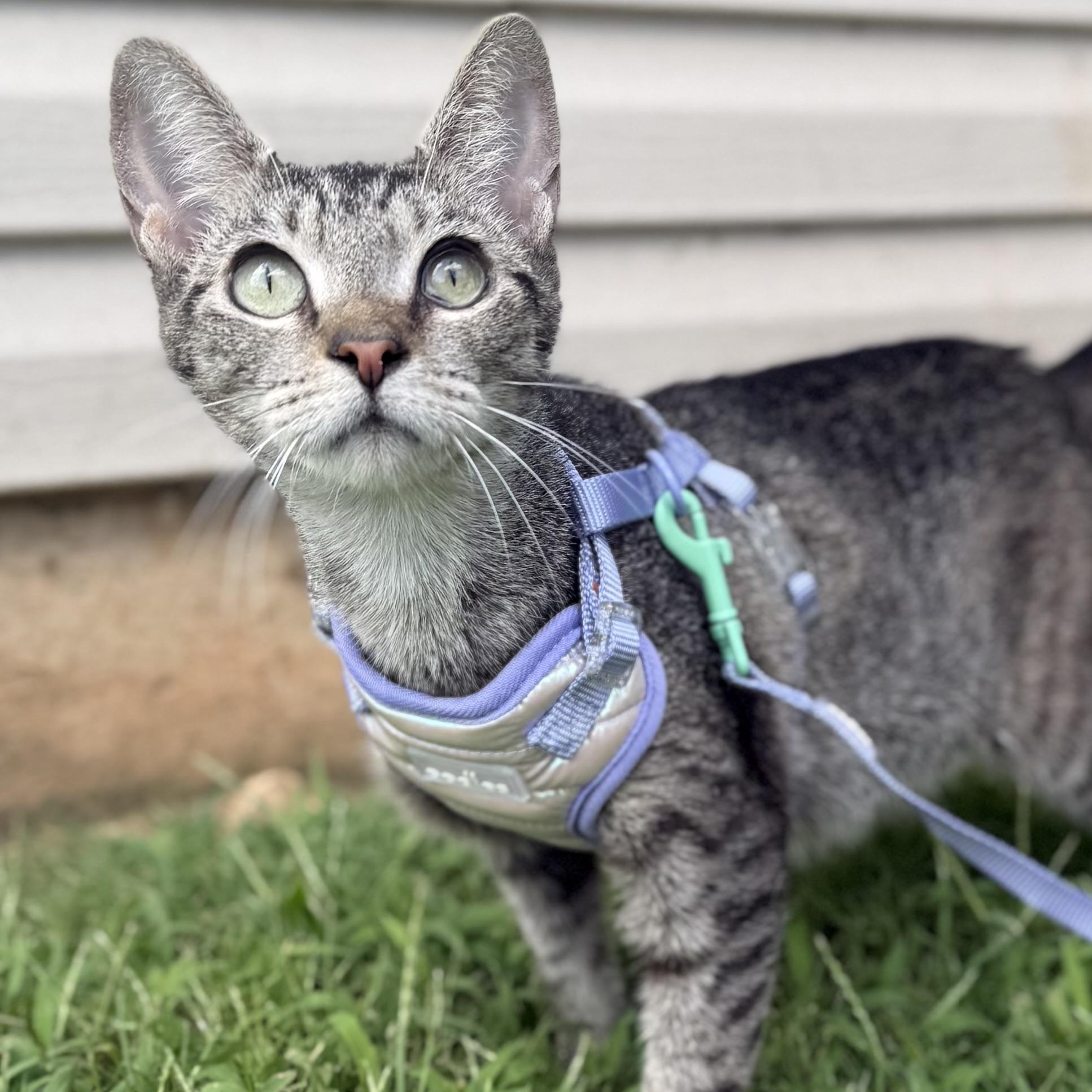 Enlarge Scoop, a ADOPTABLE Domestic Short Hair in Sweetwater, TN image 6/6