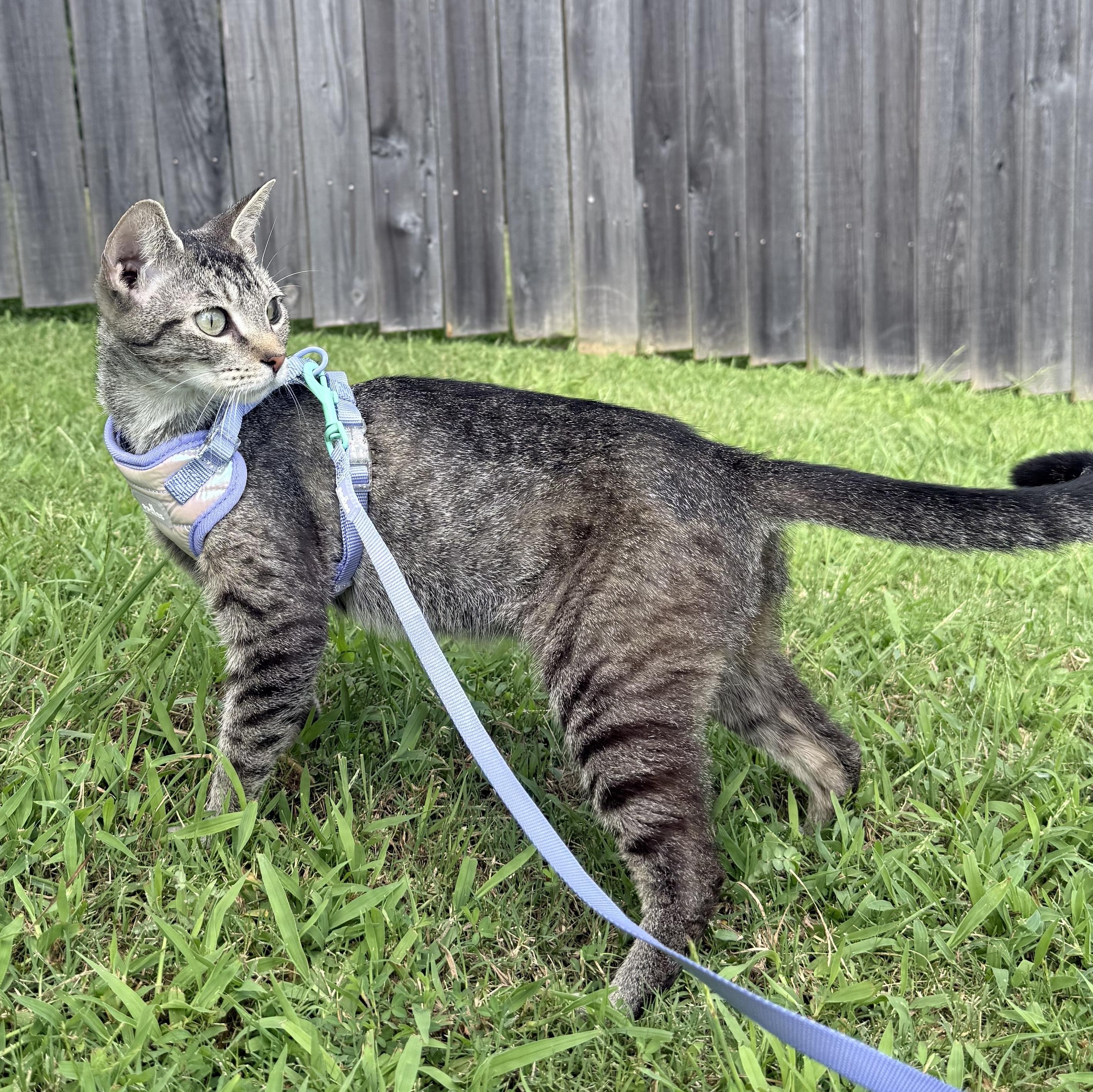 Enlarge Scoop, a ADOPTABLE Domestic Short Hair in Sweetwater, TN image 3/6