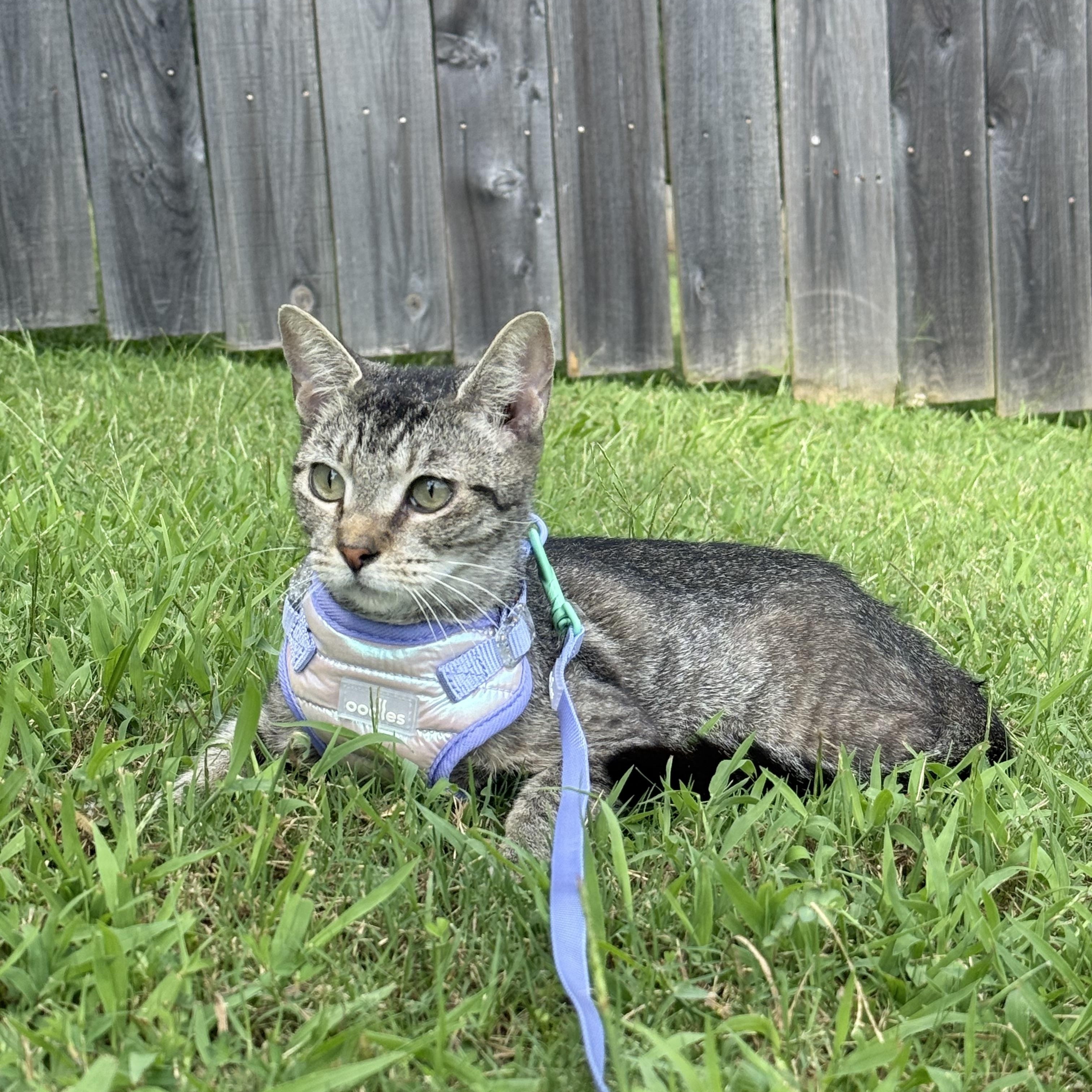 Enlarge Scoop, a ADOPTABLE Domestic Short Hair in Sweetwater, TN image 1/6