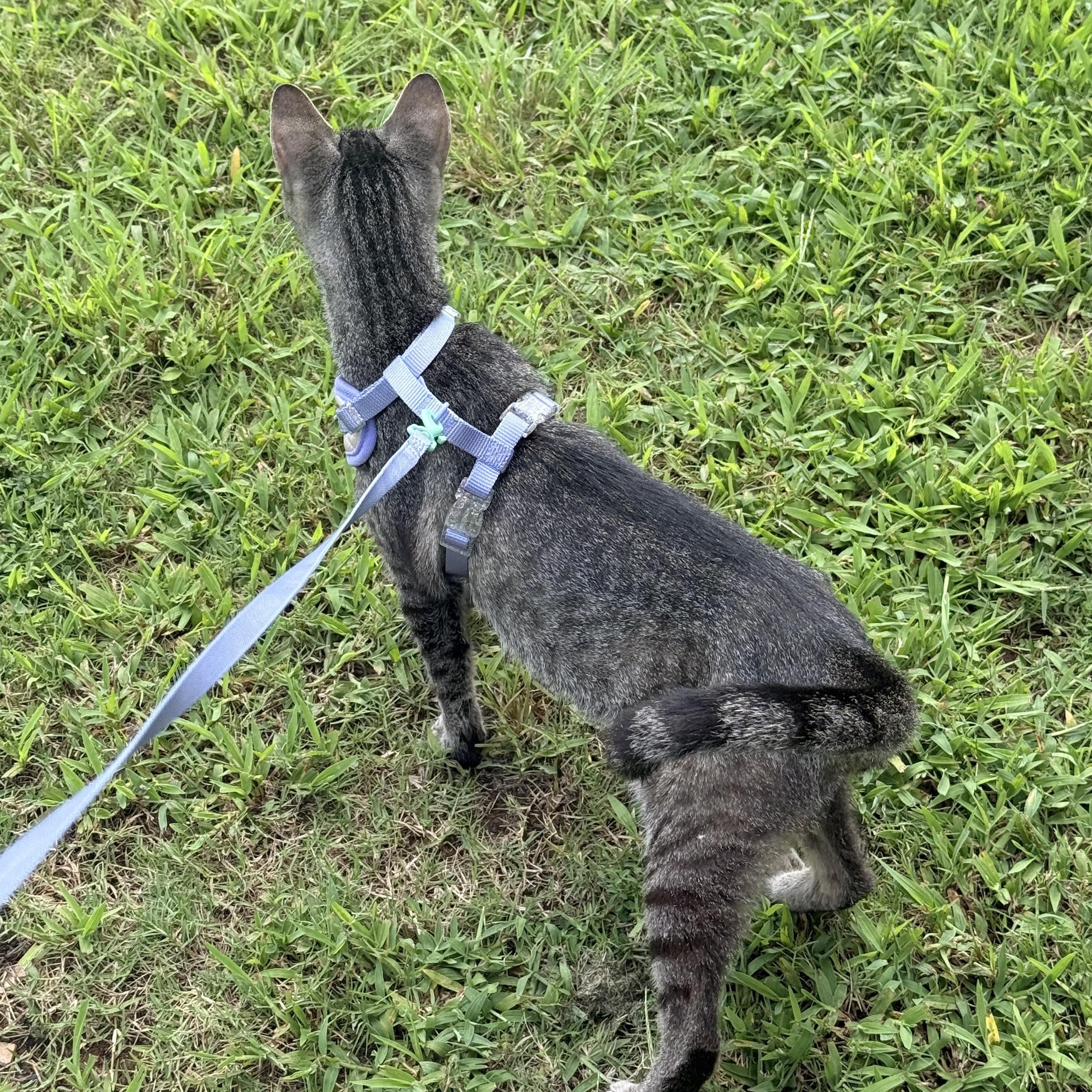 Enlarge Scoop, a ADOPTABLE Domestic Short Hair in Sweetwater, TN image 5/6