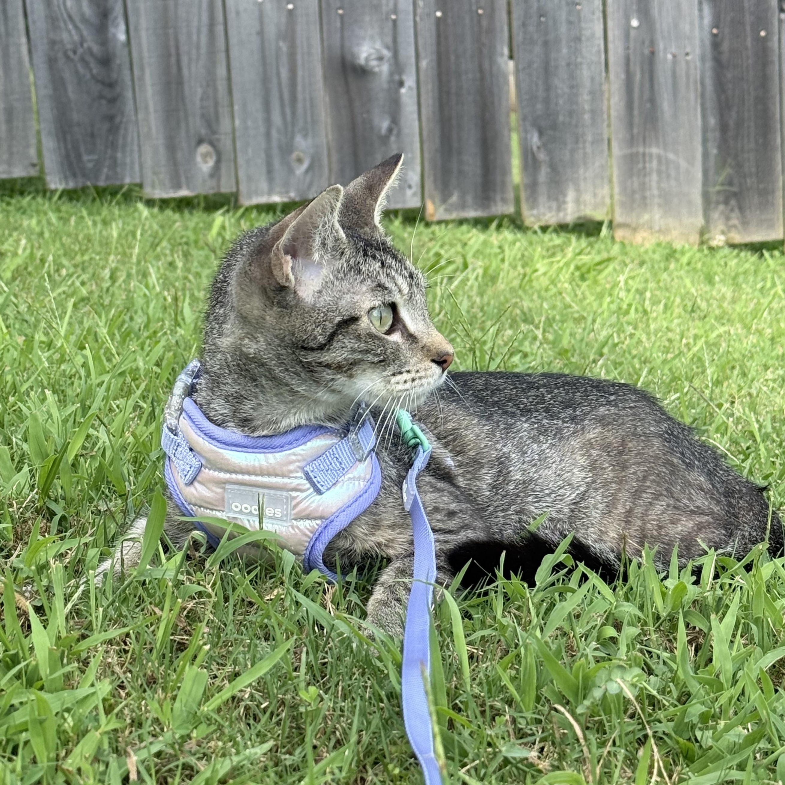 Enlarge Scoop, a ADOPTABLE Domestic Short Hair in Sweetwater, TN image 2/6