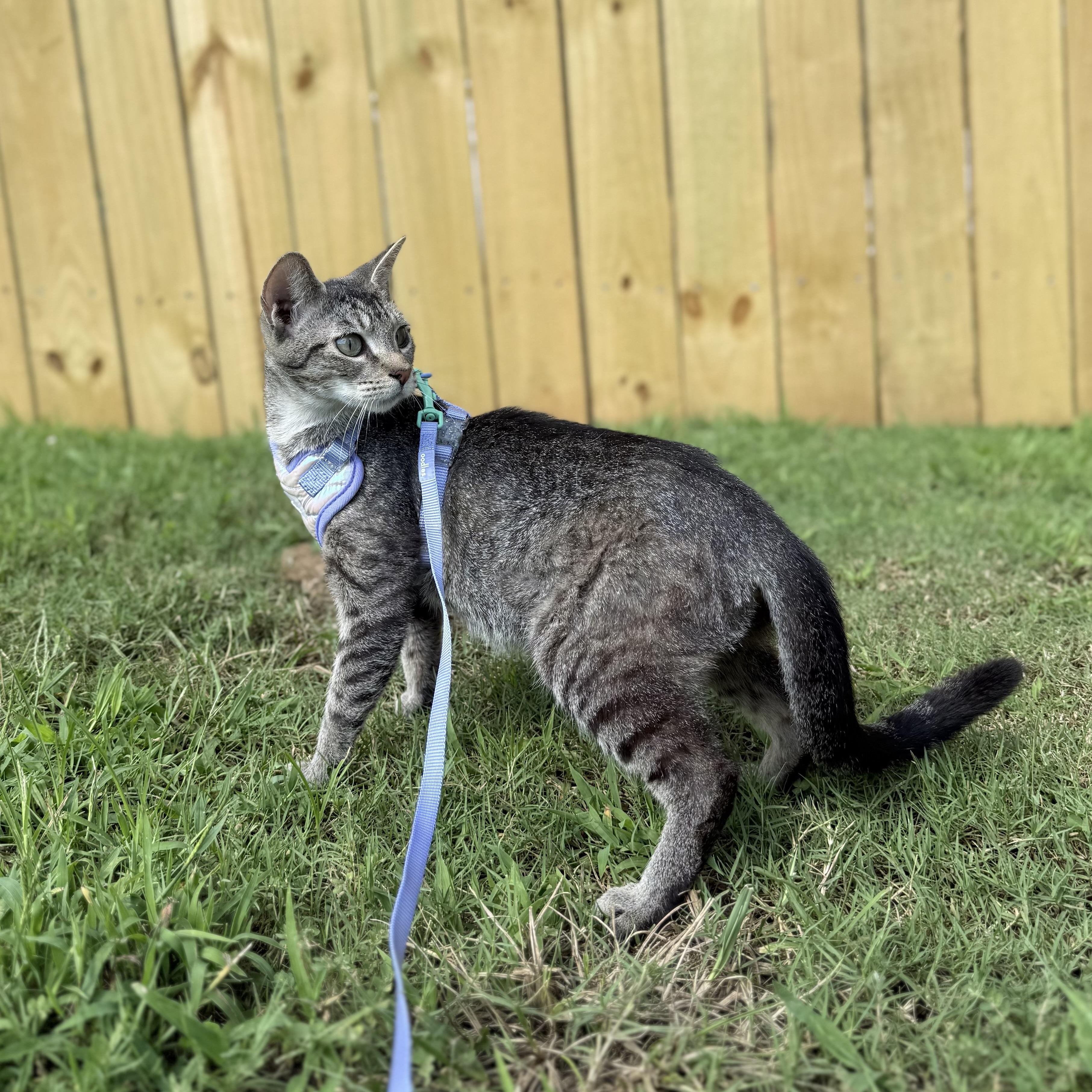 Enlarge Scoop, a ADOPTABLE Domestic Short Hair in Sweetwater, TN image 4/6
