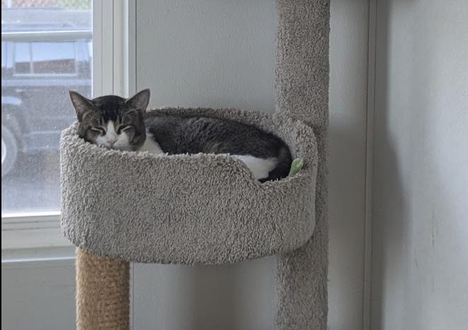 Enlarge Jason, a Adoptable Domestic Short Hair in Reeds Spring, MO image 1/1