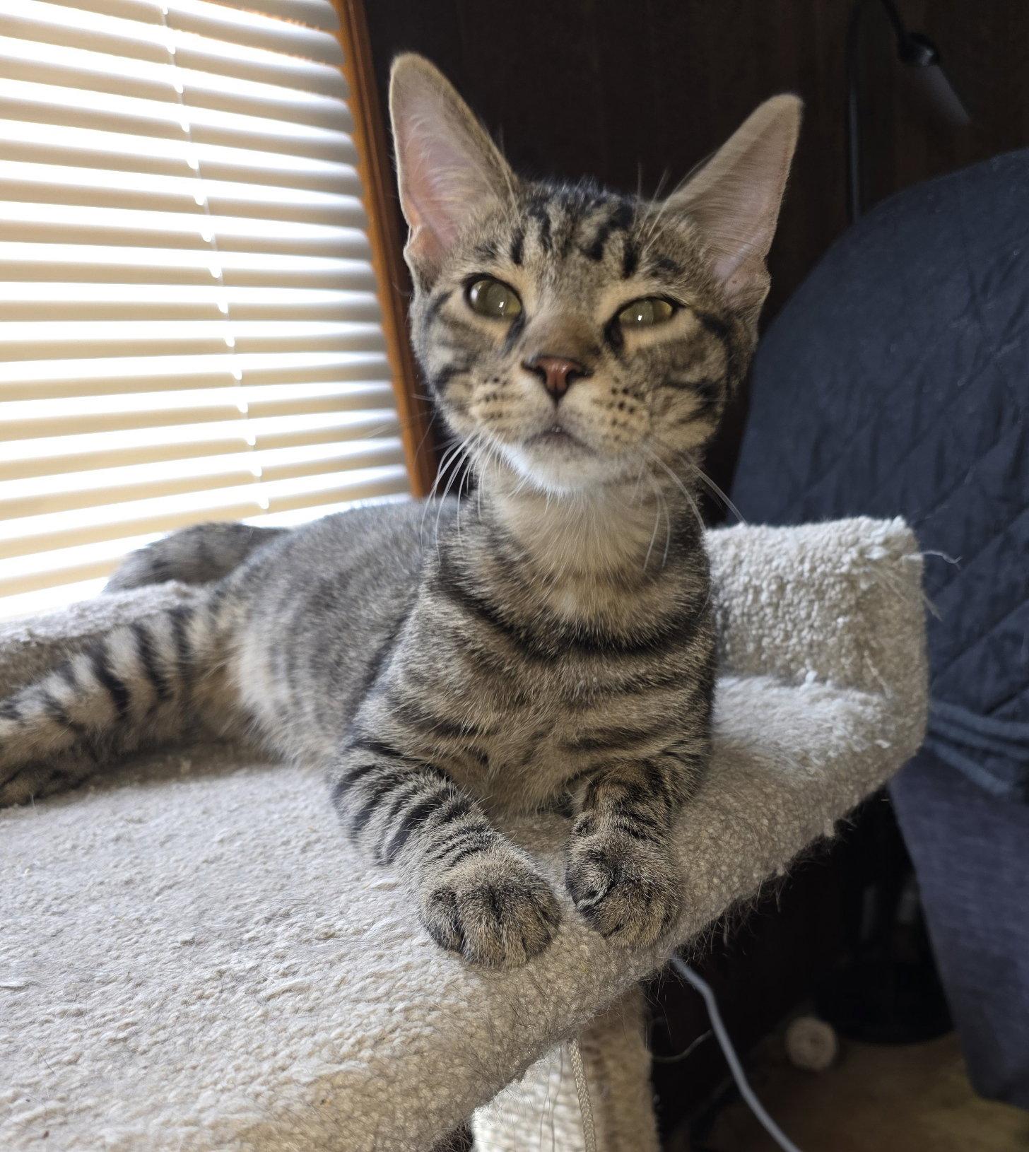Enlarge Ferb, a Adoptable Domestic Short Hair in O'Fallon, MO image 2/2