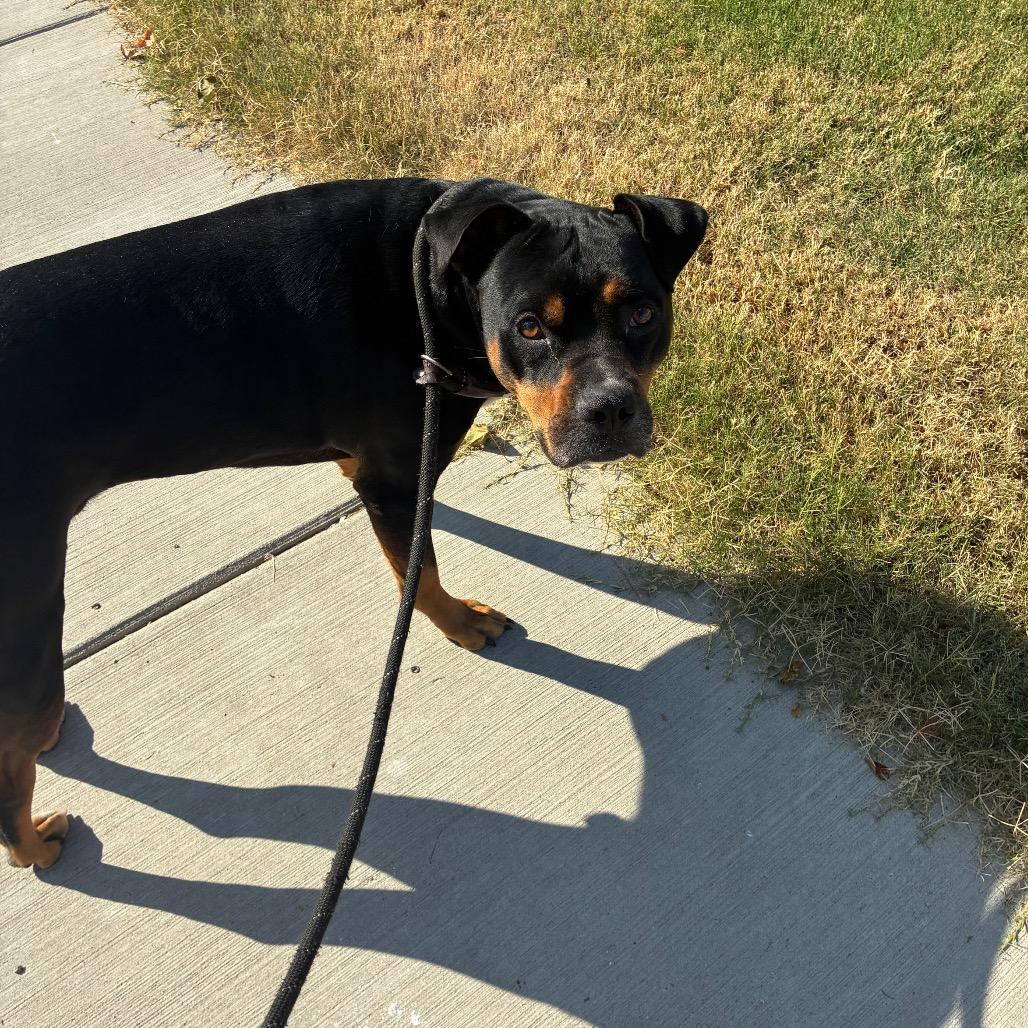 Enlarge Mylo, a Adoptable mixed breed in St. Louis, MO image 1/6