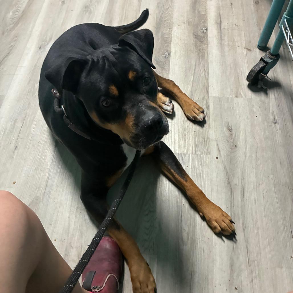 Enlarge Mylo, a Adoptable mixed breed in St. Louis, MO image 2/6